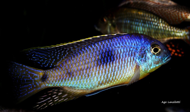 Otopharynx sp. 'auromarginatus margrette'